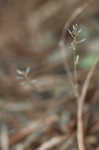 Openground draba